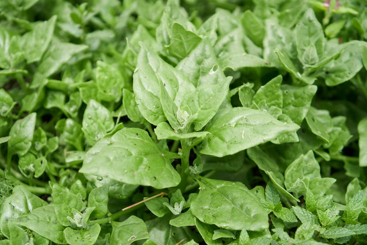 Espinaca criolla x ud (Aprox x 500 g) - Imagen 3