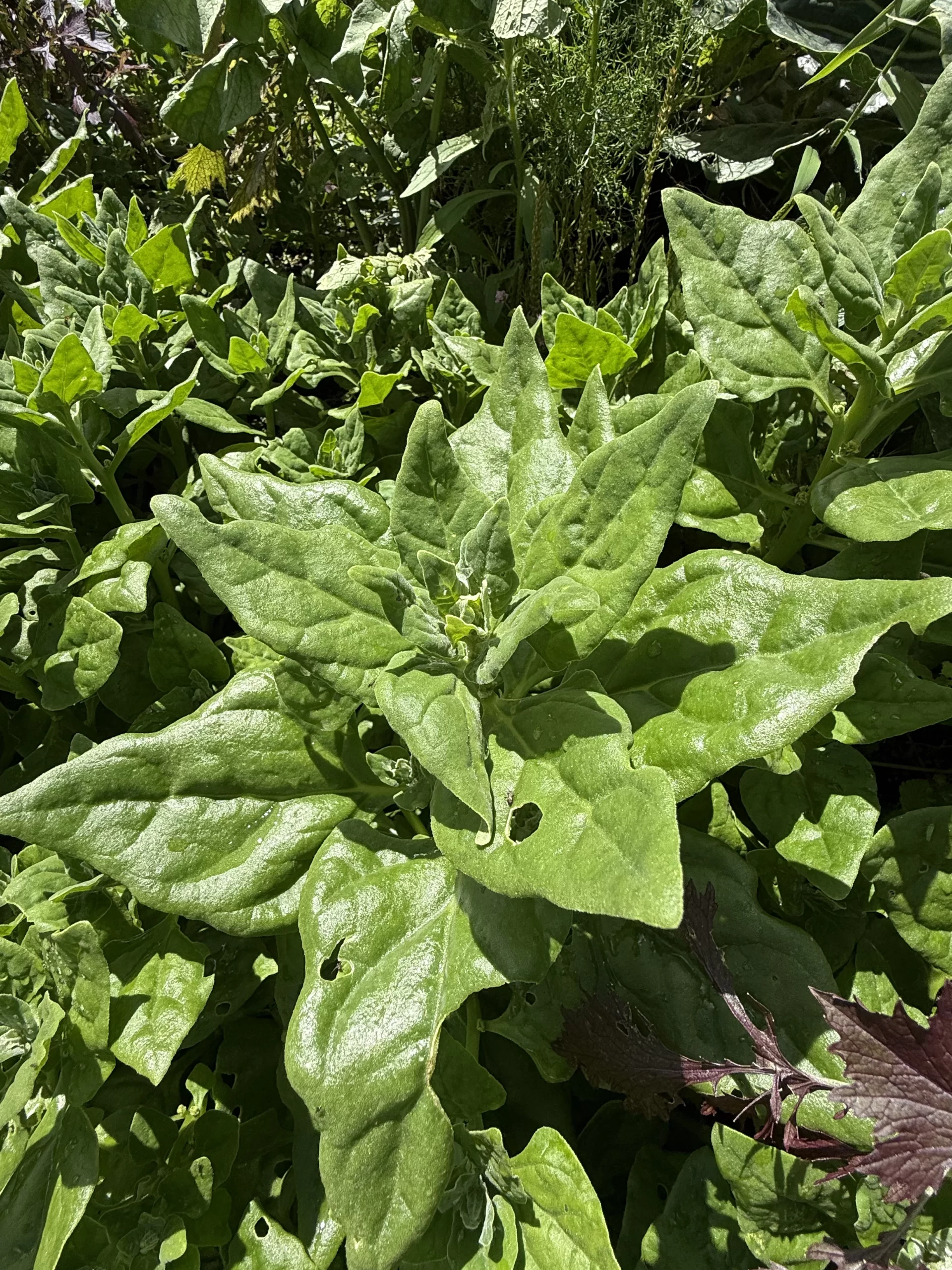 Espinaca criolla x ud (Aprox x 500 g)