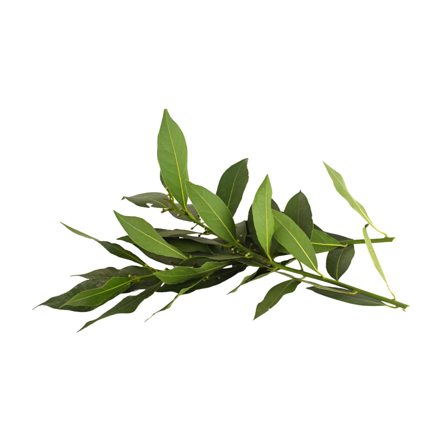 Laurel x ud (Aprox 30 g )
