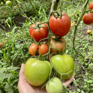 Tomate chonto ud x 500 g (Aprox 5 ud )