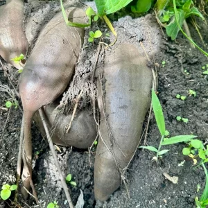 Yacón x 1000 g (aprox de 4 a 5 ud)