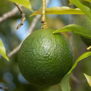 Aguacate Reed x 1000g (Aprox 4 unds)